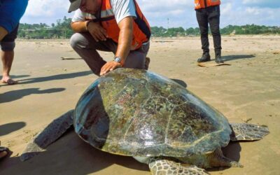 RESCATAN TORTUGA DE MÁS DE CIEN KILOS