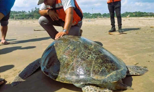 RESCATAN TORTUGA DE MÁS DE CIEN KILOS