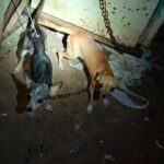 RESGUARDA AYUNTAMIENTO DE VERACRUZ DOS CANINAS TRAS REPORTE POR PRESUNTO MALTRATO ANIMAL