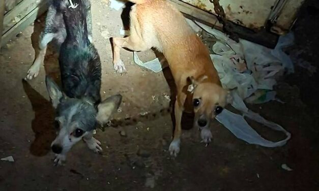 RESGUARDA AYUNTAMIENTO DE VERACRUZ DOS CANINAS TRAS REPORTE POR PRESUNTO MALTRATO ANIMAL