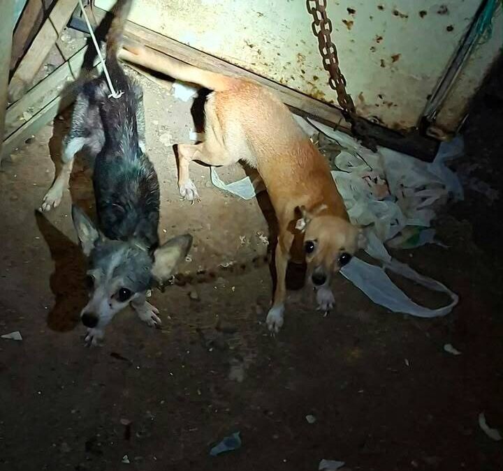 RESGUARDA AYUNTAMIENTO DE VERACRUZ DOS CANINAS TRAS REPORTE POR PRESUNTO MALTRATO ANIMAL