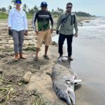DELFIN VARADO EN COATZACOALCOS