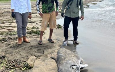 DELFIN VARADO EN COATZACOALCOS