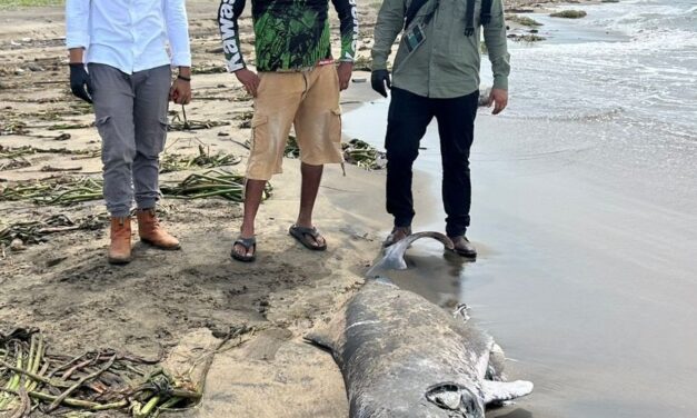 DELFIN VARADO EN COATZACOALCOS