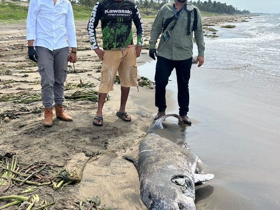 DELFIN VARADO EN COATZACOALCOS