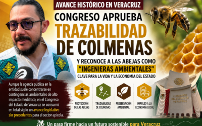 EN VERACRUZ SE BLINDAN A LAS ABEJAS COMO INGENIERAS AMBIENTALES
