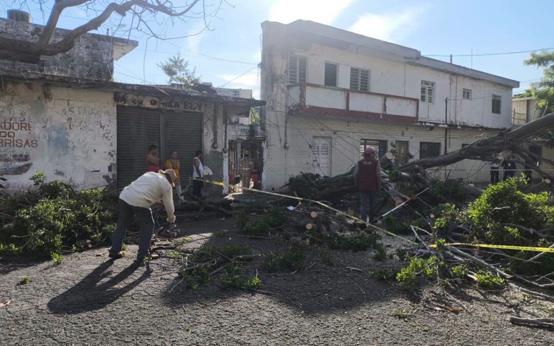 Caída de árbol deja sin energía eléctrica amplia zona del centro