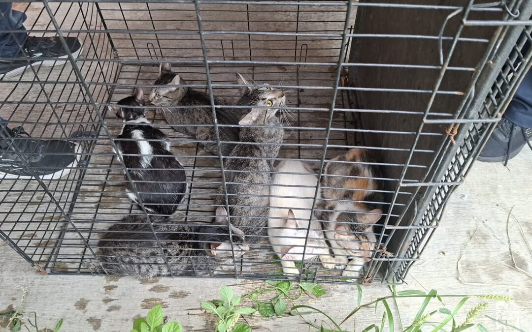 Rescata Ayuntamiento de Veracruz seis gatos en Lomas de Río Medio 4 y brinda apoyo a su cuidadora