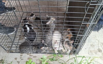 Rescata Ayuntamiento de Veracruz seis gatos en Lomas de Río Medio 4 y brinda apoyo a su cuidadora