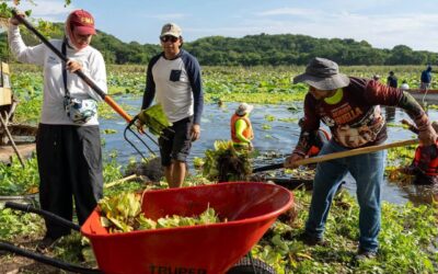 Retiran vegetación de la Laguna de San Julián para recuperar el ecosistema
