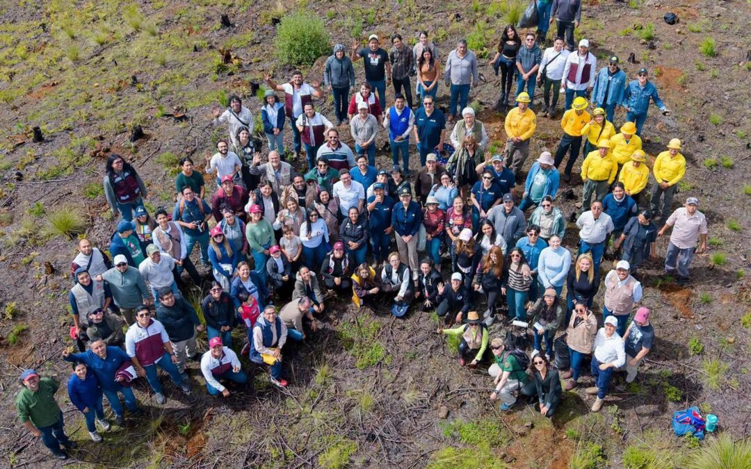Reforestan San Juan del Monte, plantan mil pinos en zona devastada por incendios de 2019