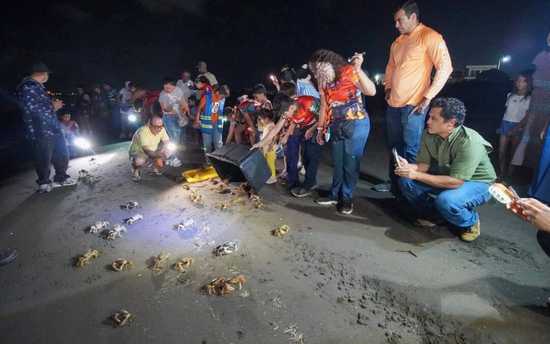 COLAPSO AMBIENTAL EN LA RIVIERA VERACRUZANA; LA POBLACIÓN DE CANGREJO AZUL CAE UN 97% EN UN DÉCADA