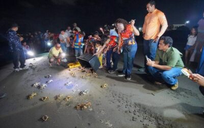 COLAPSO AMBIENTAL EN LA RIVIERA VERACRUZANA; LA POBLACIÓN DE CANGREJO AZUL CAE UN 97% EN UN DÉCADA