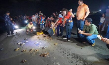 COLAPSO AMBIENTAL EN LA RIVIERA VERACRUZANA; LA POBLACIÓN DE CANGREJO AZUL CAE UN 97% EN UN DÉCADA