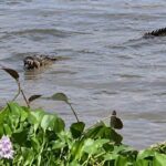 ¡ALERTA EN #MINATITLÁN! COCODRILO DE TRES METROS SE ACERCA A POBLADORES EN EL RÍO COATZACOALCOS