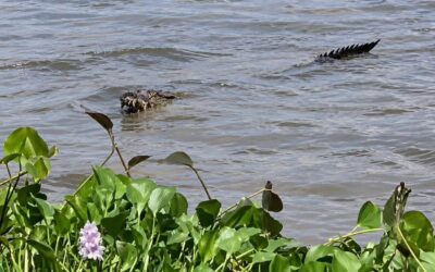 ¡ALERTA EN #MINATITLÁN! COCODRILO DE TRES METROS SE ACERCA A POBLADORES EN EL RÍO COATZACOALCOS