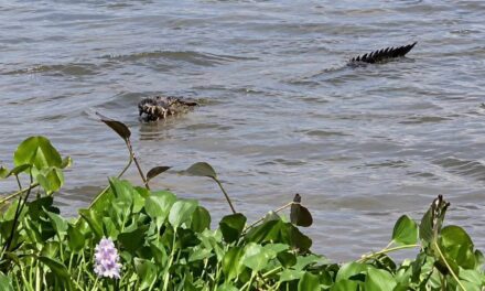¡ALERTA EN #MINATITLÁN! COCODRILO DE TRES METROS SE ACERCA A POBLADORES EN EL RÍO COATZACOALCOS